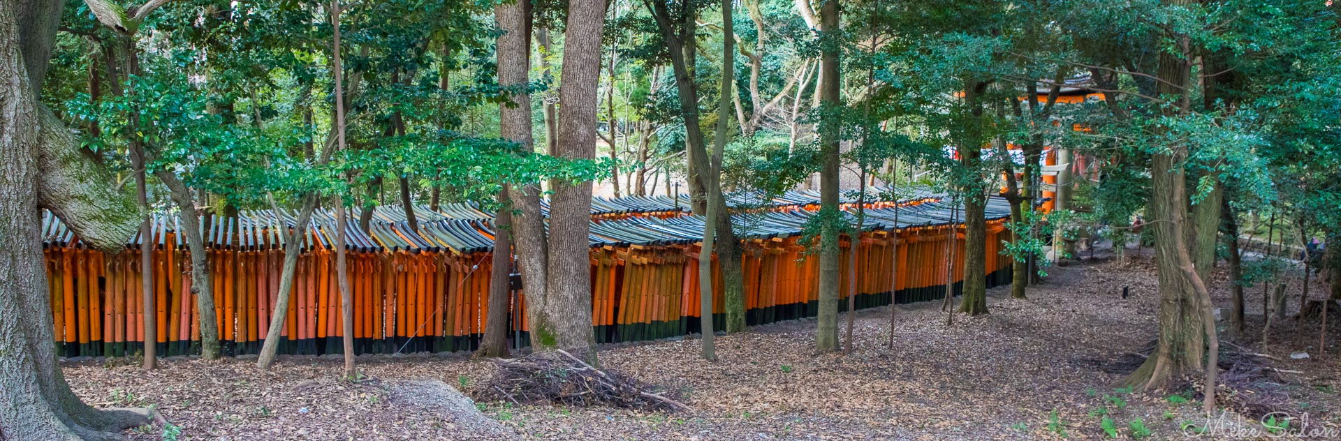 Patron of Business : Panoramic glimpse of some of 10,000 gates in the Fushimi Inari shrine in Kyoto. (0D0A7848.jpg)<br>Camera: Canon EOS 5D Mark IV