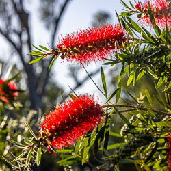 Close‑up of red bottlebrush (Callistemon citrinus) flowers at Deep Creek Marina, illuminated by morning sunlight with blurred trees in the background.