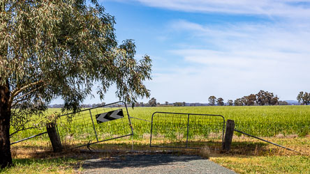 Leaning wire farm gate with chevron road sign under a gum tree beside a green paddock near Rochester, Australia, on a sunny day.