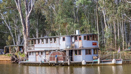 The paddlesteamer Arthur Reuben moored on the Murray River beside a densely wooded bank of river red gums, showing a two-storey superstructure, enclosed decks, paddlewheel housing and reflections on calm water.