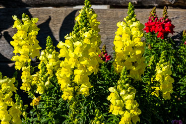 Yellow and red snapdragon flowers in full bloom at Perricoota Station garden.
