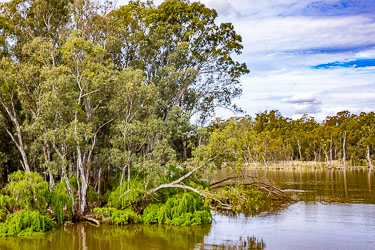 Cluster of tall river gums and green shrubs on the Murray River near Torrumbarry, with fallen branches extending into calm brown water under a partly cloudy sky.