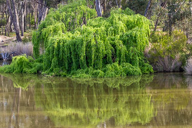 Bright green willow‑like tree with long drooping foliage reflected in the calm brown water of the Murray River near Torrumbarry, surrounded by dry woodland and native shrubs.