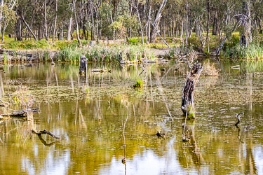 Shallow offshoot of the Murray River near Torrumbarry, with greenish‑brown water, moss‑covered stumps, reeds, and surrounding gum trees under soft daylight.