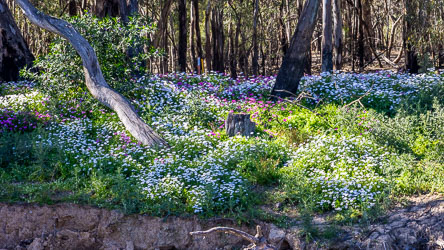 Patch of white and purple wildflowers growing beneath gum trees near Moama, with sunlight filtering through the forest and a rough riverbank in the foreground.