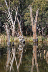 Three weathered tree trunks rising from calm water, their reflections mirrored perfectly against reeds and dense green forest in soft light.