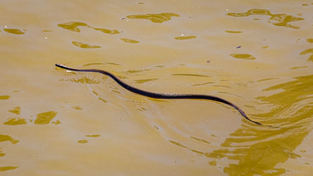 Dark snake gliding smoothly across the muddy surface of the Murray River, creating ripples as it swims.