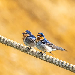 Two Welcome Swallows perched side by side on a rope aboard a Murray River paddlesteamer, with the river blurred into a golden background.