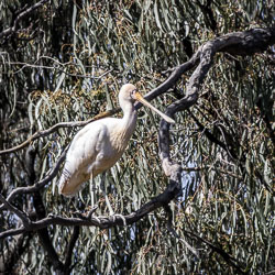 White Royal Spoonbill standing on a tree branch amid drooping eucalyptus foliage, displaying its distinctive spoon-shaped bill.