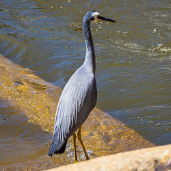 White-faced Heron standing beside flowing water at Torrumbarry Weir fish ladder, showing grey-blue plumage, yellow legs and alert posture.