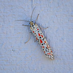 White moth with black spots and bright red markings resting on a pale wall, showing long antennae and folded wings.