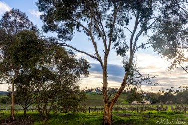 The sun is low to the horizon in late afternoon, with this view over grapevines in the Barossa Valley. [4459]