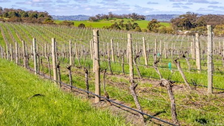 Its winter, so there is nothing to see on the grape vines. But, thanks to recent rain, the grass is green between the rows. [4539]