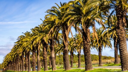 Palm trees are common in the Barossa, a tradition started here along Seppeltsfield Road.  [4552]