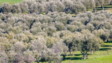 The Barossa Valley, renowned for its wines, also produces high-quality olives and olive oils, leveraging its Mediterranean-like climate. Numerous groves produce award-winning extra virgin olive oils, table olives, and other olive-based products. [4473]