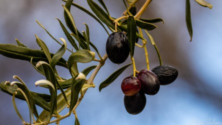 Close-up of olives on a wild tree. The climate in the Barossa is well-suited for olives, and a global olive oil shortage is encouraging wine grape growers to diversify by planting olive trees. [4589]