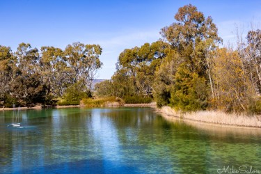 A crystal clear lake abuts Maggie Beer`s cafe and Farm Shop in Nuriootpa. [4533]