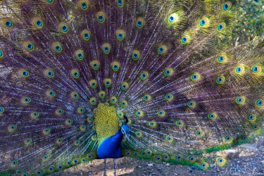 This peacock in Maggie Beer`s aviary put on a fine display for us. Charles Darwin thought that such spectacular plumage evolved through sexual selection. [4513]