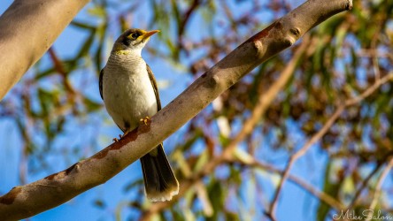 The noisy miner is the version of these honeyeaters which is actually endemic to Australia. It looks as though it belongs in the eucalypts of the Barossa. [4563]