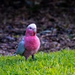 Looking loud and proud, this galah takes a rest from feeding in the Barossa grass. [4588]