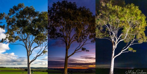 Montage of one ghost gum at The Louise in three lights. L-R: day, sunset, night under artificial light. [4449]
