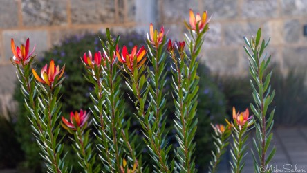 This appears to be a Leucadendron (part of Proteaceae family), native to South Africa but widely cultivated where there is a Mediterranean climate, like the Barossa Valley, like here in The Louise`s gardens. [4451]