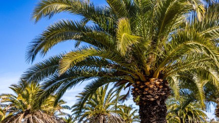 Canary Island Date Palms are everywhere to be seen in the Barossa. [4545]