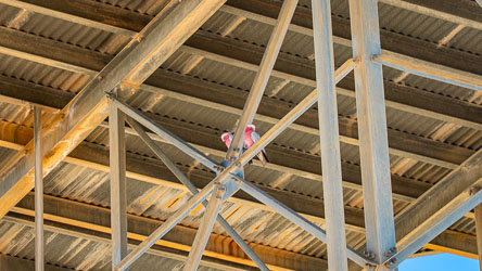 Two Galahs perch beneath the water tanks at Birdsville’s Geothermal Station, finding shelter from the outback sun among the steel beams. Their pink plumage brightens the industrial geometry — a reminder that even the harshest structures can host a touch of life and colour.[1052]