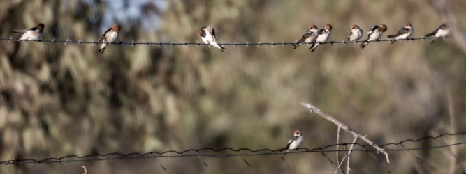 A row of Fairy Martins perches on a barbed‑wire fence near Birdsville, pausing between flights over the floodplain. Their chestnut crowns and pale bellies catch the soft morning light — a moment of stillness before the next burst of motion in the endless inland sky. [9535]