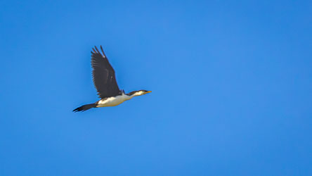 A Little Pied Cormorant crosses the clear morning sky near Birdsville, its black wings cutting through the light. The underwing shows little detail in this angle — a reminder that even the simplest contrasts can shift with the sun’s touch. [9815]