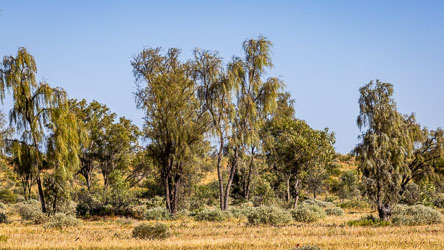 Waddi Trees are survivors of a wetter era. They are hardy beings, living for maybe 1000 years, except that their wood was valued (now protected) because it is so hard and dense it was once prized for fence posts and tool handles. [0372]