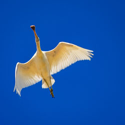 Royal Spoonbills are common in wetlands, floodplains, and ephemeral creeks like those in the Channel Country. They feed by sweeping their bill side‑to‑side through shallow water to detect small fish, crustaceans, and insects. [0544]