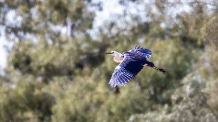 The dark upper wings and bluish‑grey tones mark this as a White‑faced Heron, widespread in Australia. [0570].