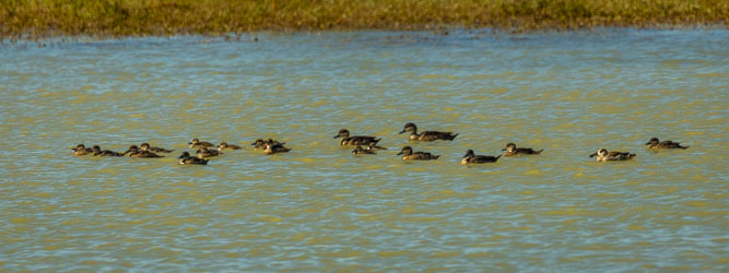 A relaxed flotilla of Pacific Black Ducks drifts across a shallow floodplain pool near Bedourie. These hardy inland waterfowl thrive in temporary wetlands formed after rain, feeding on aquatic plants and insects stirred up by the current. [0618]