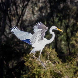 Looks like this Great Egret is getting comfortable in the foliage. [8861]