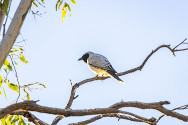 Delicate plumage on his back, this is a Masked Woodswallow. [8908]