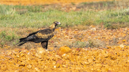 Given away by his feathered legs, this Wedge-Tailed Eagle adopts a regal posture. [9092]