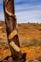 Rainbow serpent (ngatyi) detail from a story pole in the Broken Hill Cultural Walk. [2729]