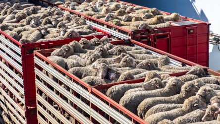 By our estimation there were 1000 sheep here coming off the ferry and headed to some mainland abbatoir. [4435]