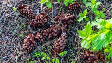 Pine cones on the ground make a pretty sight at Cape Jervis. [3308]