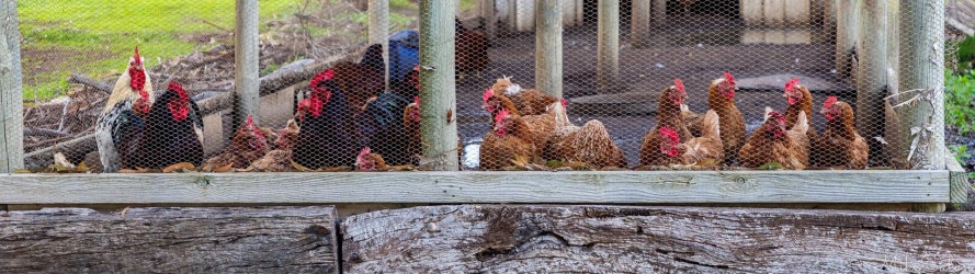 The chicken coop on the grounds of the Big 4. They were interested, but we had nothing for them. [3307]