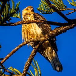 This Whistling Kite surveys the dawn from a pine perch near the Coorong. Its golden plumage glows in the early light as it watches for movement below — a patient hunter and one of Australia’s most familiar raptors. [1485]