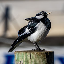 This Magpie‑lark fluffs its feathers on a post near Goolwa, soaking up the morning sun. These black‑and‑white songbirds are familiar across Australia, their duet calls echoing through parks and wetlands. [1489]