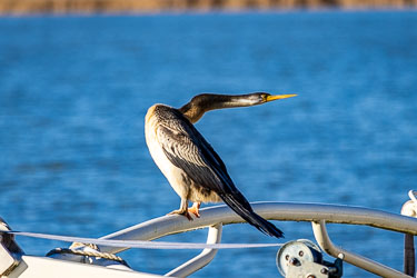 An Australasian Darter perches on a marina rail, its snake‑like neck stretched toward the water. These elegant fish hunters dive beneath the surface, then emerge to dry their wings in the sun — a familiar sight around the Coorong and Lower Murray. [1493]