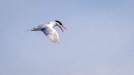 The Caspian Tern, largest of Australia’s terns, hunts fish over the Coorong’s lagoons. Its red bill and black cap give it a striking, almost imperious look as it hovers before diving. [1667]