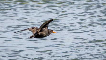 A Sooty Oystercatcher skims the water near Goolwa, its vivid orange bill and eye ring glowing against black plumage. These striking shorebirds patrol rocky coasts and estuaries, deftly opening shells for their meal. [1675]