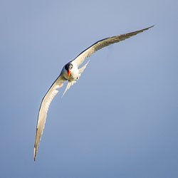 This Caspian Tern sweeps low over the Coorong, its long wings slicing the air with precision. The world’s largest tern, it’s a master of aerial hunting, scanning the water for fish before plunging head‑first in a flash of white and red. Its commanding flight and vivid bill make it one of the most striking birds along South Australia’s coast. [1883]