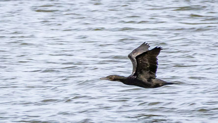 A Little Black Cormorant skims low over the water, its glossy plumage catching the light. These agile divers hunt fish in groups, slicing through the surface with precision before drying their wings on nearby posts or trees. [2067]
