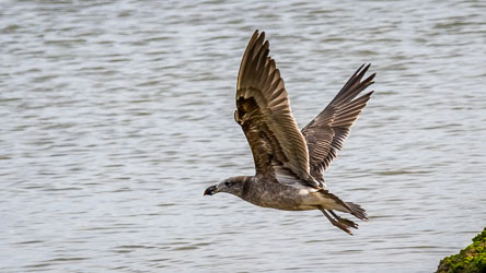 This juvenile Pacific Gull glides low over the water on the Coorong, with his eye out for fish&chip scraps. Still wearing its mottled brown plumage, it shows the powerful build and hooked bill that mark Australia’s largest gull — a coastal hunter growing into its adult colours. [2121]