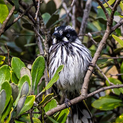This New Holland Honeyeater was so active it was hard to capture him inside a tree. [2146]
